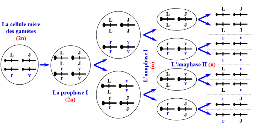 Les lois statistiques de la transmission des caractères héréditaires chez les diploïdes